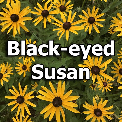 Black-eyed Susan: A favorite nectar source for butterflies
