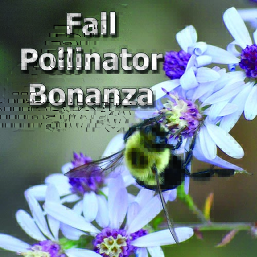 Short’s aster: A beautiful late season extravaganza for pollinators