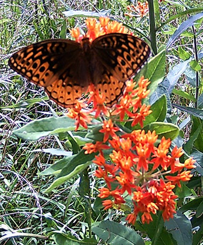 Trail cameras for Pollinators