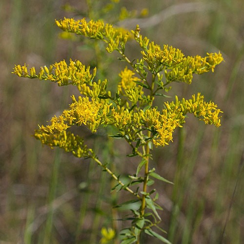 Sweet Goldenrod