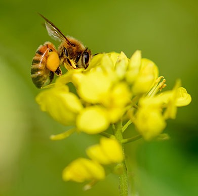 Let Cool Weather Crops and Deer Food Plots Bloom