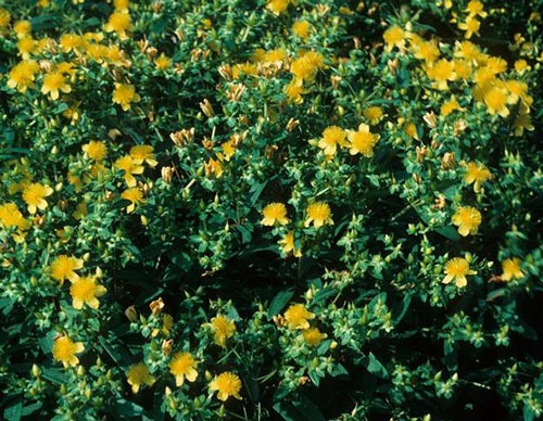 Plant Native Trees and Shrubs in the Late Fall