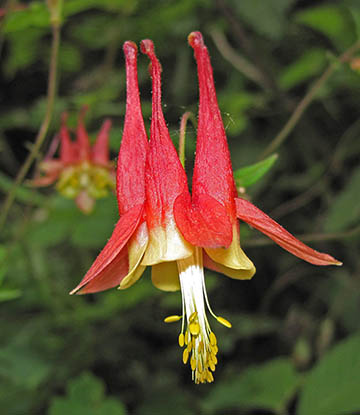 Eastern Columbine