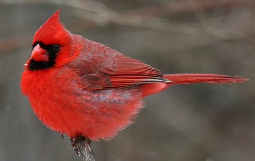 Northern Cardinal