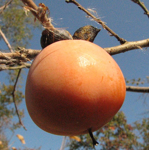American Persimmon