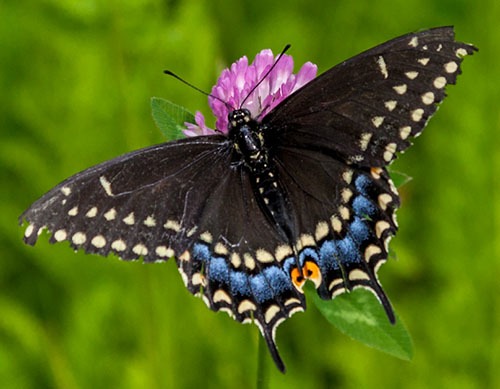 Black Swallowtail