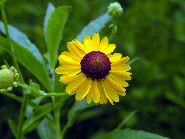 Purple-headed Sneezeweed