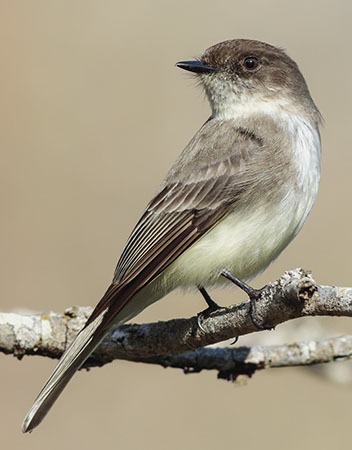 Eastern Phoebe