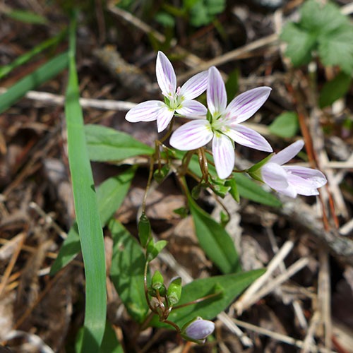 Springbeauty