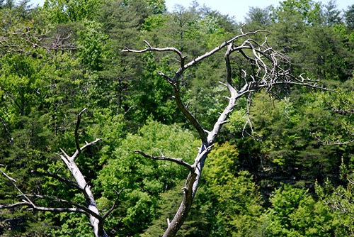 Leave Standing Dead Trees (When Safe)