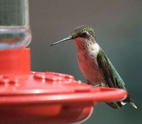Leave Hummingbird Feeders Up for Fall Migration