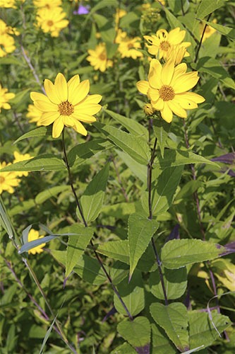 Rough Sunflower