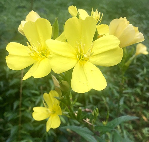 Common Evening Primrose