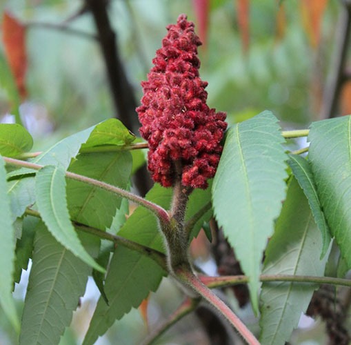 Staghorn Sumac