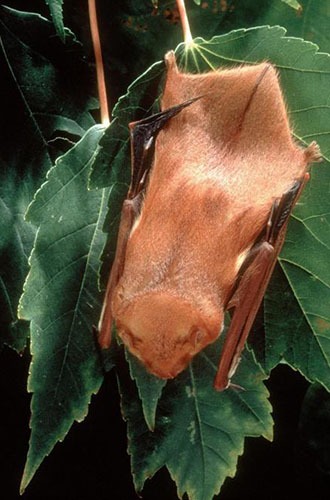 Red Bat