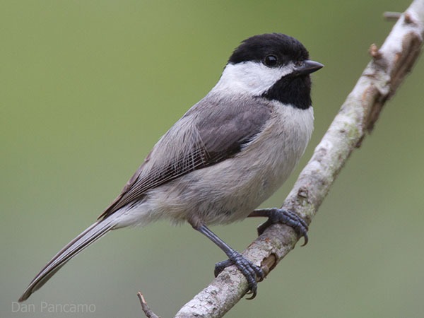 Plant at least 70% of yard in native plants to increase songbird nesting success