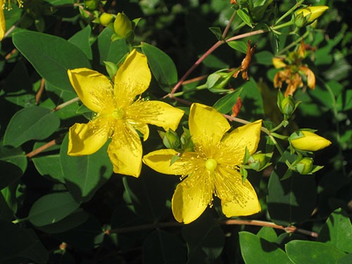 Shrubby St. John’s Wort