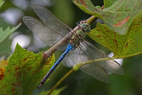 Green Darner Dragonfly: A Migratory Dragonfly