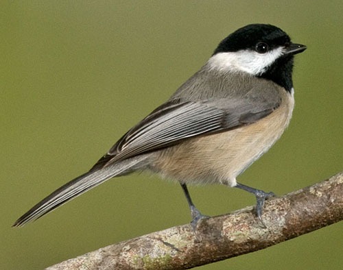 Carolina Chickadee