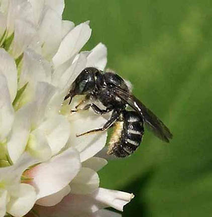 Leave Flower Stems for Bees and Small, Solitary Wasps