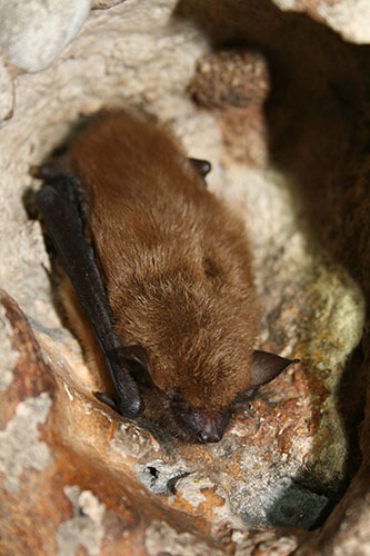 Big Brown Bat
