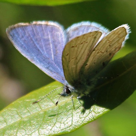 Spring Azure