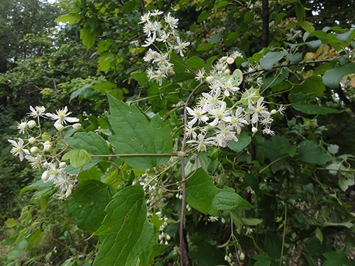 Virgin’s Bower