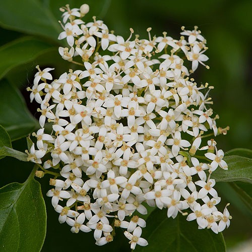 Rough-leafed Dogwood