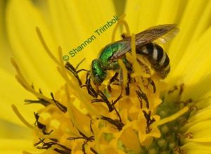 Bicolored sweat bee in cup plant flower