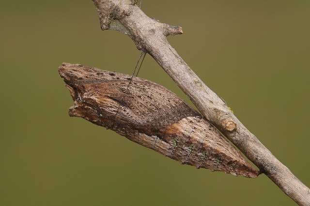 Provide Winter Habitat for Butterflies and Moths