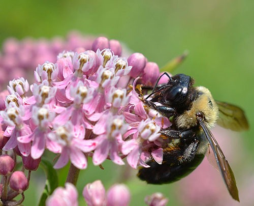 Pine for Carpenter Bees