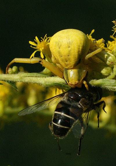 Goldenrod Crab Spider