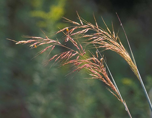Plant Native Grasses