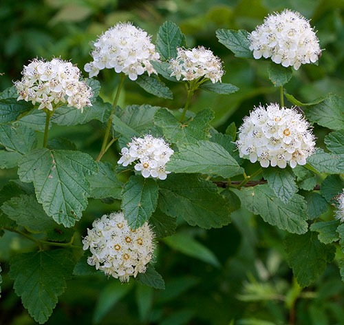 Ninebark
