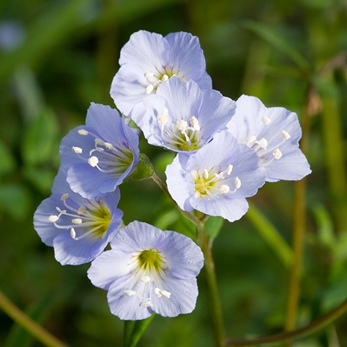 Jacob’s Ladder