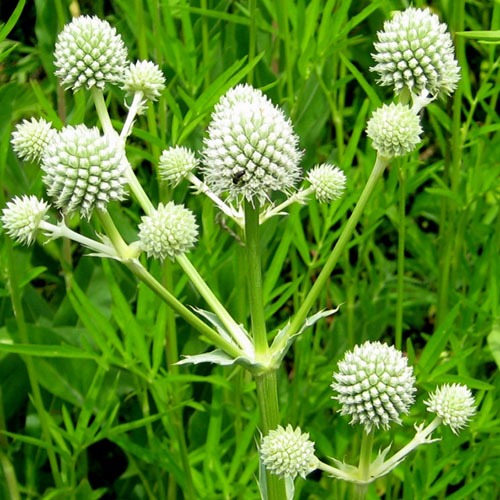 Rattlesnake Master