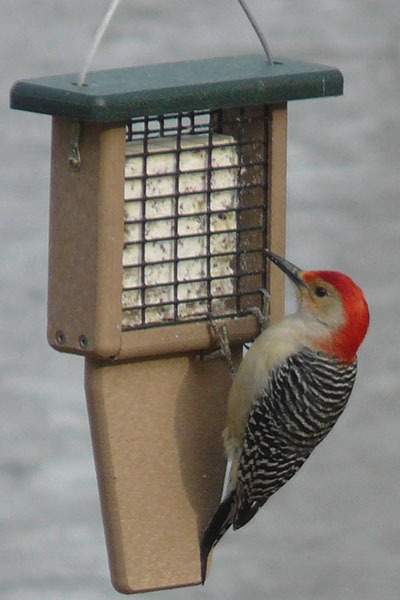Provide Suet for Winter Birds