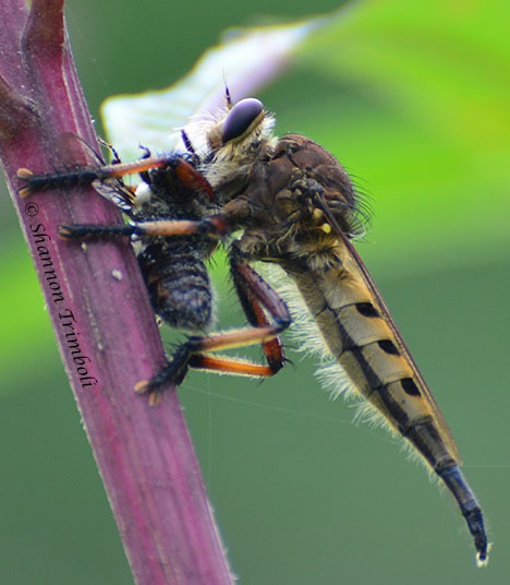 Robber Flies