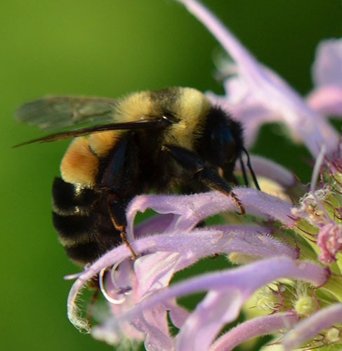 3 Easy Ways to Provide Bumble Bee Nesting Sites