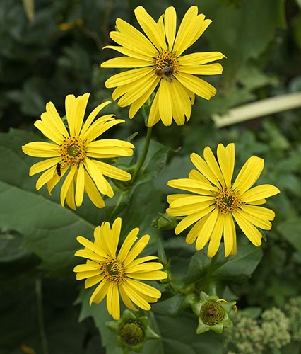Cup plant