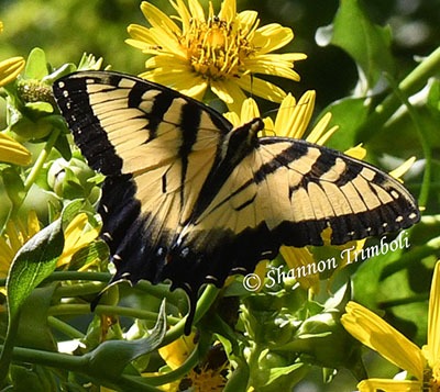 Eastern Tiger Swallowtail Butterflies