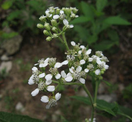White Wingstem White wingstem (Verbesina virginica)