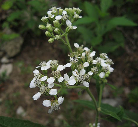 White Wingstem: A Late Fall Nectar Source and Frost Flower Producer