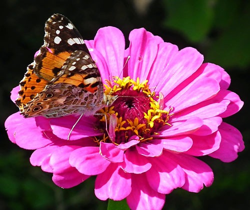 Container Gardens for Pollinators