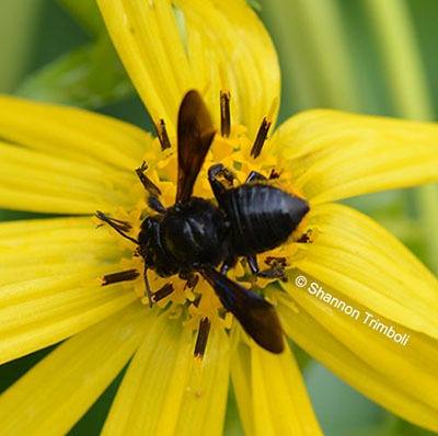 Carpenter Mimic Leafcutter Bee