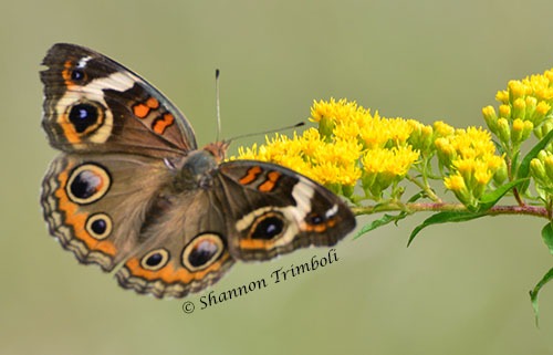 Common Buckeye