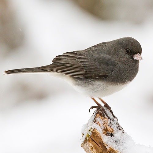 Dark-eyed Junco