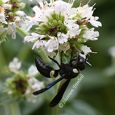 Four-toothed Mason Wasp