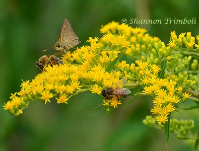 Plant Native Trees and Shrubs that Produce Berries for Birds