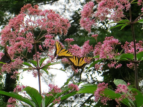 Joe-pye Weed